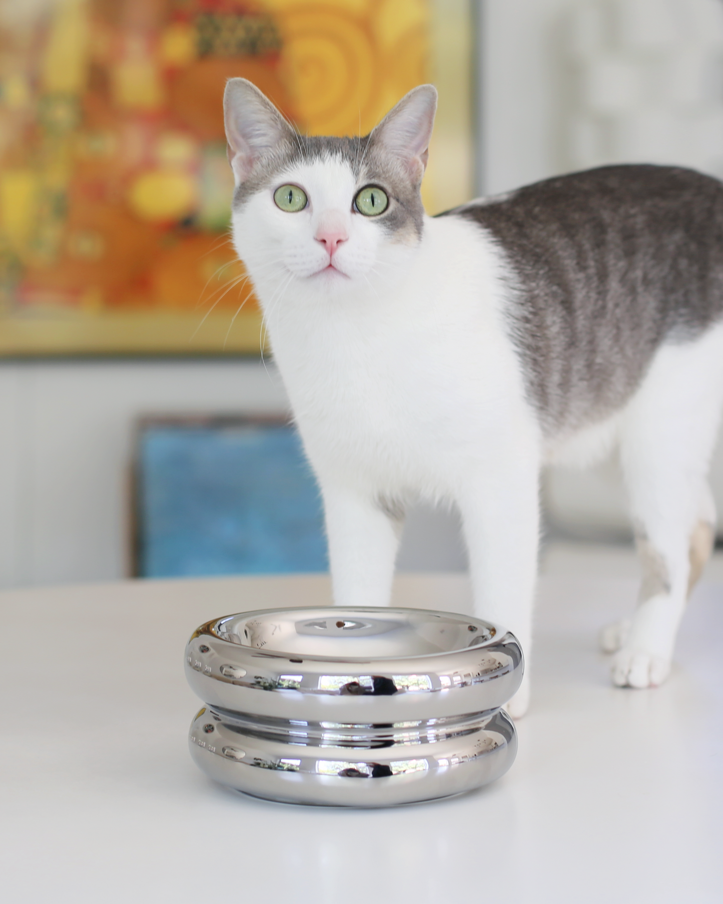 Halo Elevated Cat Food Bowl in Chrome
