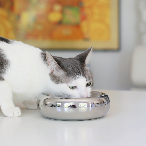 Halo Cat Food Bowl in Chrome
