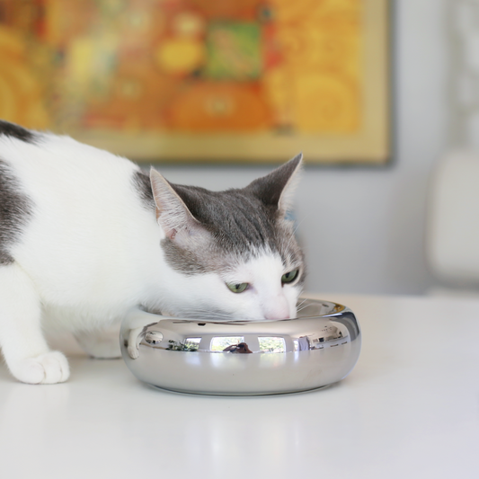 Halo Cat Food Bowl in Chrome