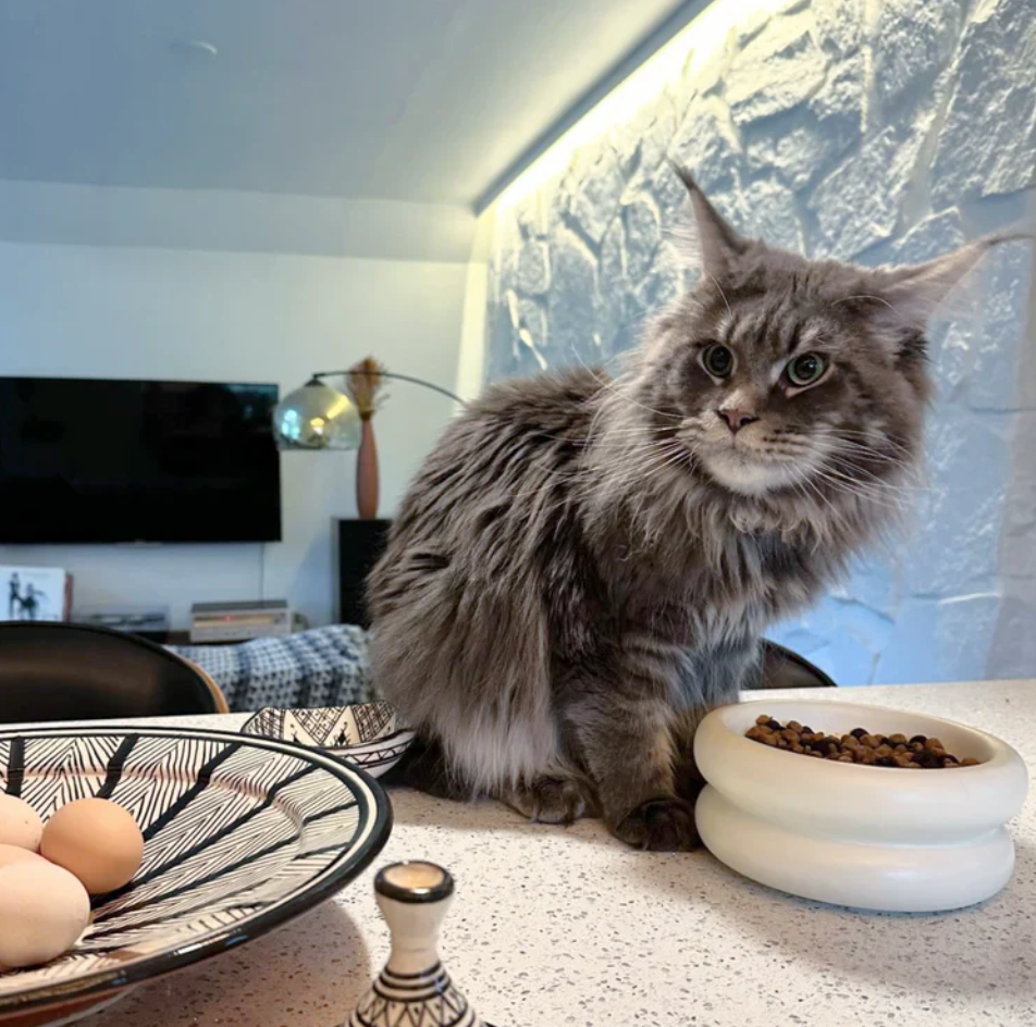 Halo Elevated Cat Food Bowl