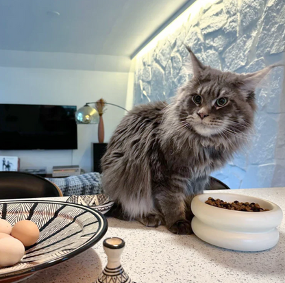 Halo Elevated Cat Food Bowl
